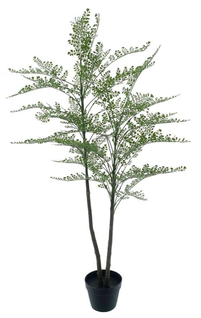 Venushaarvaren Cuba in pot - 140cm