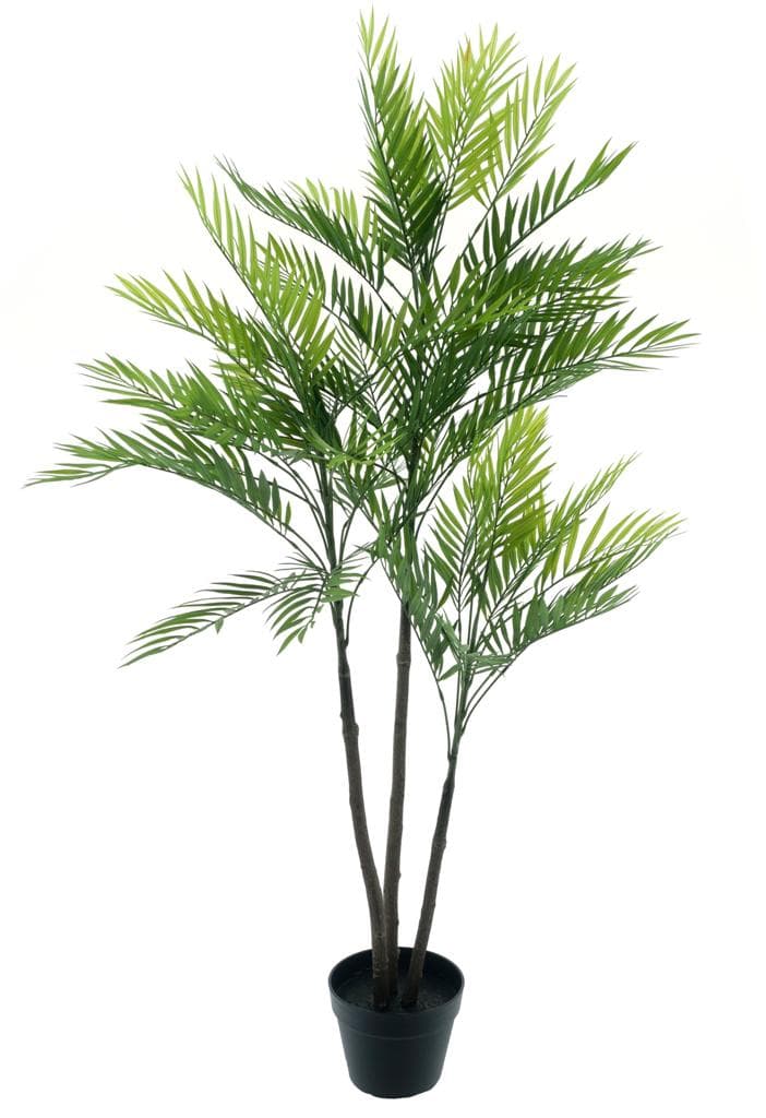 Areca palm Aruba in pot - 140 cm