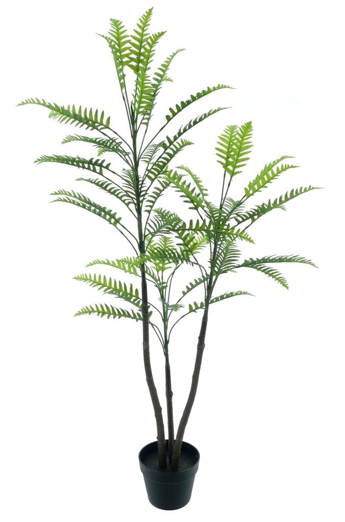 Boomvaren Jamaica in pot - 130 cm